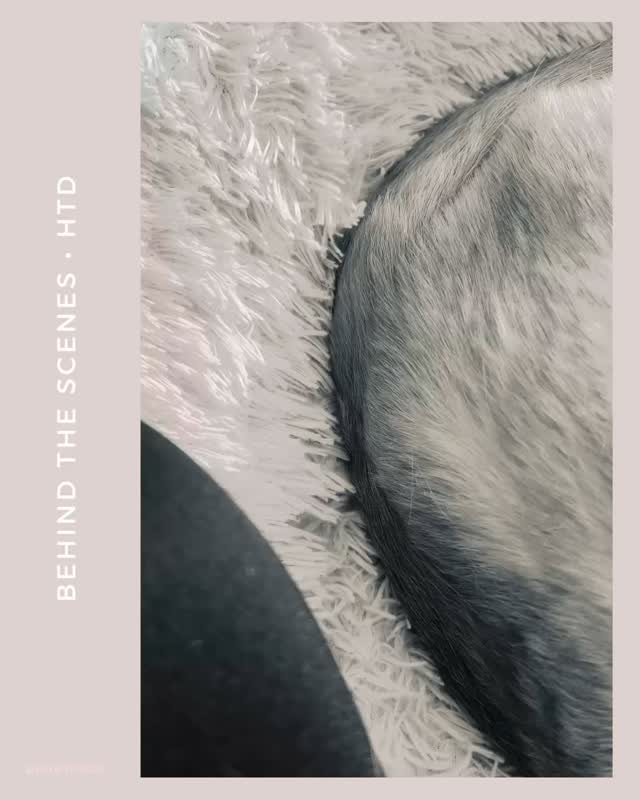 #tinyhouse #reisenmithund #holland